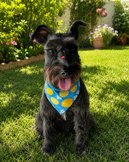 🐶 Scrunchies Pet Bandanas - Lemon